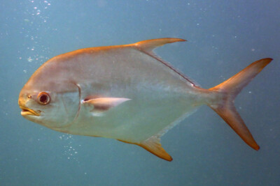 Pompaneau lune Carangidae