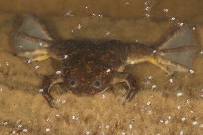 xénope Pipidae