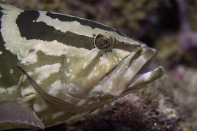 Epinephelus striatus Serranidae