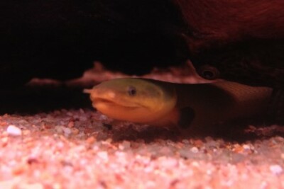 Erpetoichthys calabaricus Polypteridae