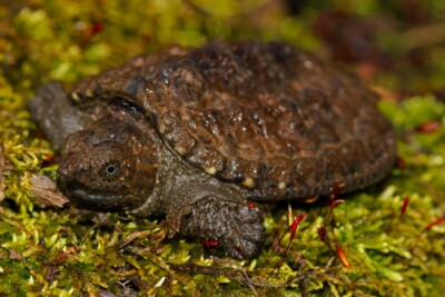 snapping turtle Chelydridae