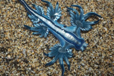 Espèce : blue dragon / 	blue sea slug