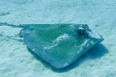 pastenague américaine Dasyatidae