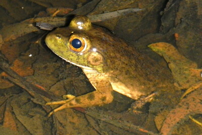 Lithobates catesbeianus ranidae