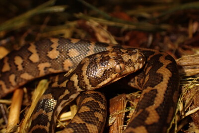 Morelia spilota pythonidae