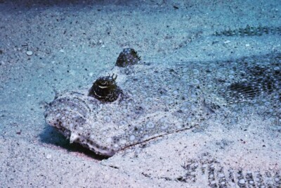 flet fleuri Bothidae