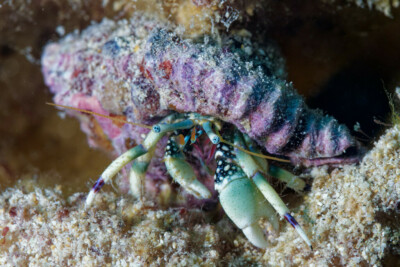 bernard-l'ermite timide Diogenidae