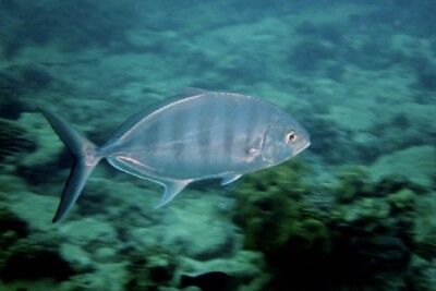 carangue tachetée Carangidae
