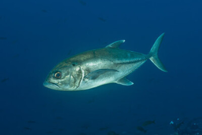 carangue à gros yeux Carangidae