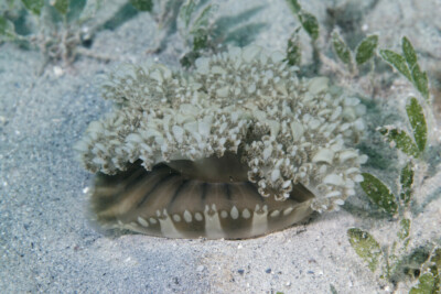 Cassiopea andromeda Cassiopeidae