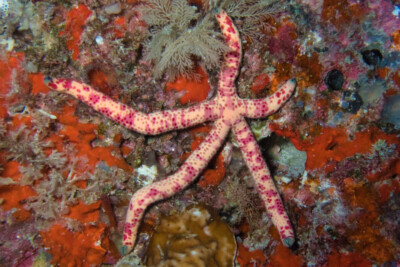 comète de mer Ophidiasteridae