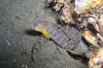 Rock Gunnel Pholidae