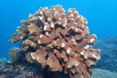 Pocillopora eydouxi Pocilloporidae