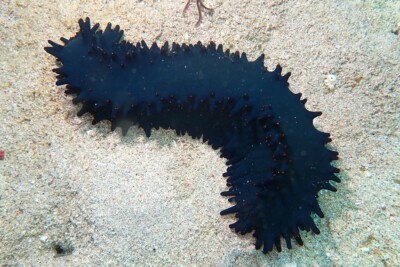 Stichopus chloronotus Stichopodidae