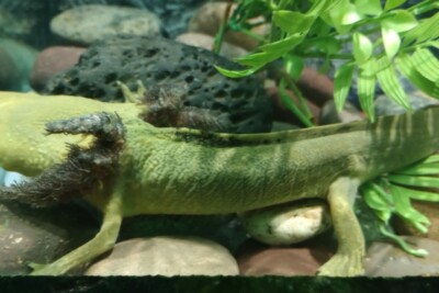 axolotl du lac Pàtzcuaro Ambystomatidae