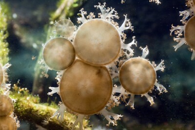 Cassiopea xamachana Cassiopeidae