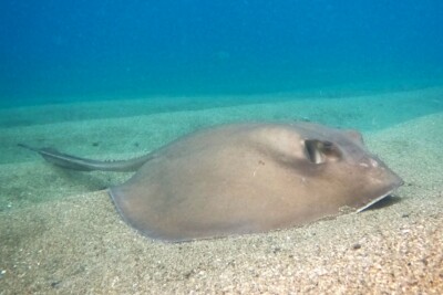 Dasyatis brevis Dasyatidae