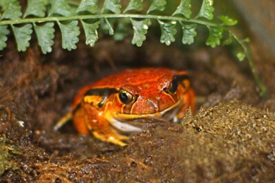 Sambava tomato frog Microhylidae