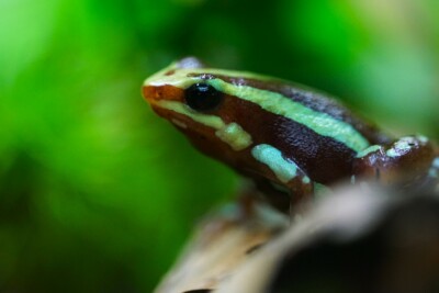Anthony's dart frog Dendrobatidae