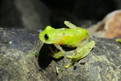Fleischmann's Glass Frog Centrolenidae