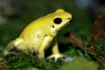golden poison frog Dendrobatidae