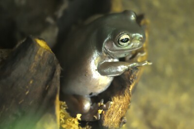 Espèce : raganella cerulea australiana