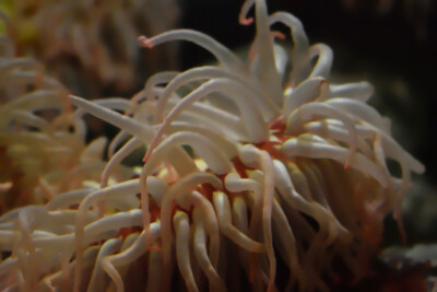 anémone à points blancs Actiniidae
