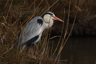 Grey Heron Ardeidae