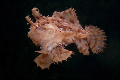 Histrio histrio Antennariidae