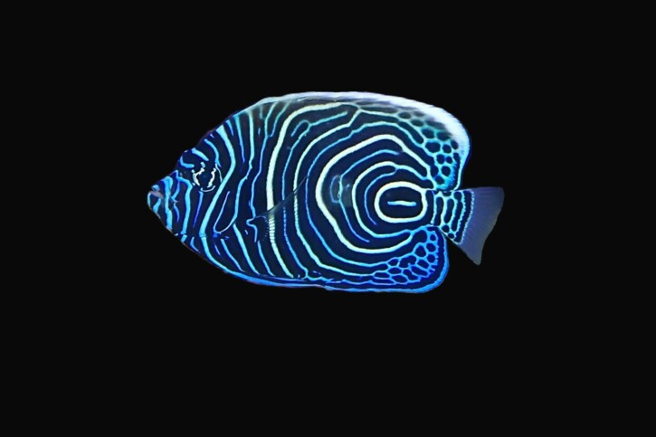 Pomacanthus imperator - emperor angelfish