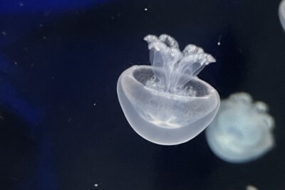 Espèce : medusa bola de cañón