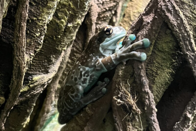 mission golden-eyed treefrog Hylidae
