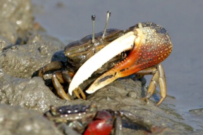 Tubuca dussumieri Ocypodidae