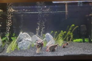 Fluval siena