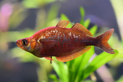 red rainbowfish Melanotaeniidae