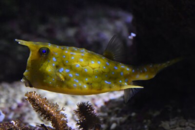 poisson-vache à longues cornes Ostraciidae