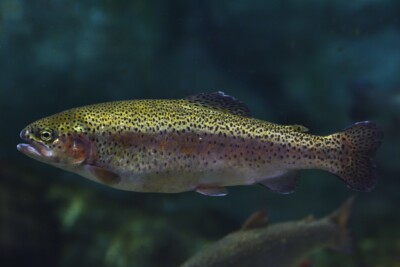 Oncorhynchus mykiss Salmonidae