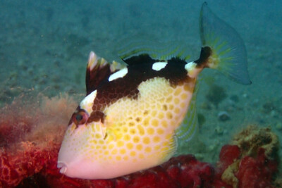 Abalistes stellatus Balistidae