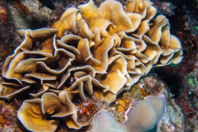 corail chips Agariciidae