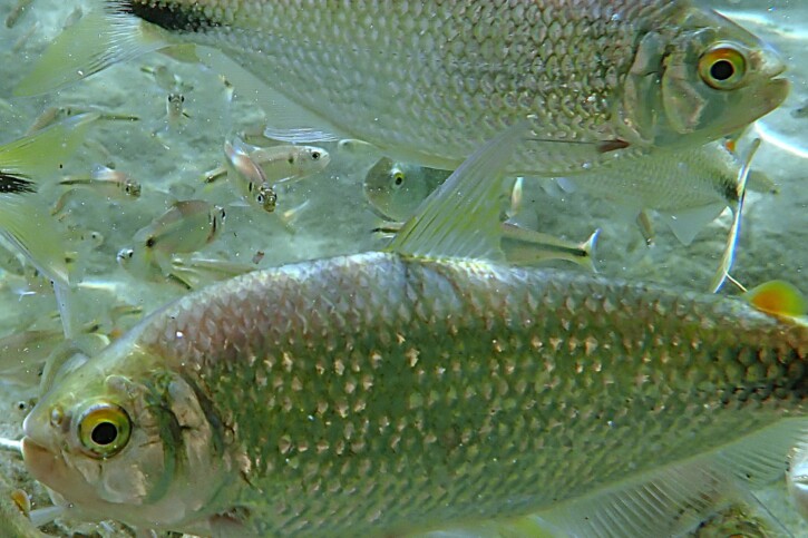 Nature : Un quart des espèces d’eau douce menacées d’extinction