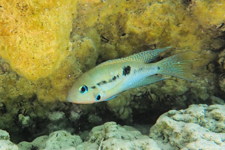 Thorichthys meeki - firemouth cichlid