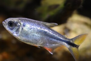 Astyanax mexicanus