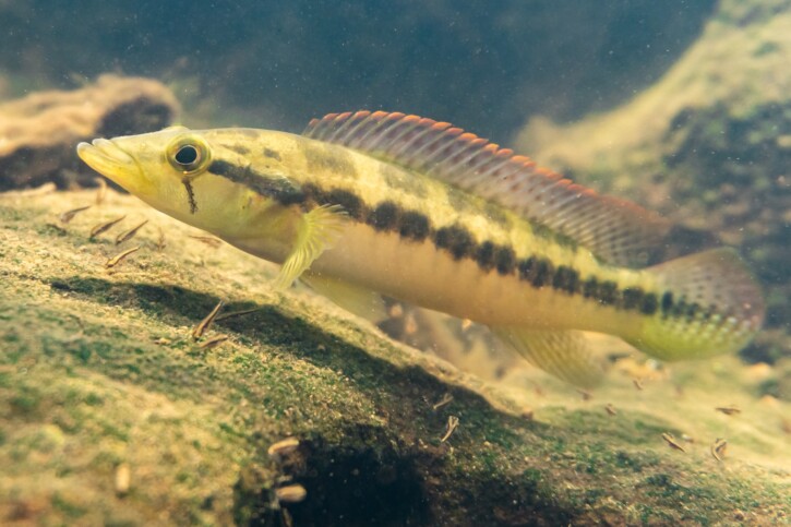 Crenicichla mandelburgeri