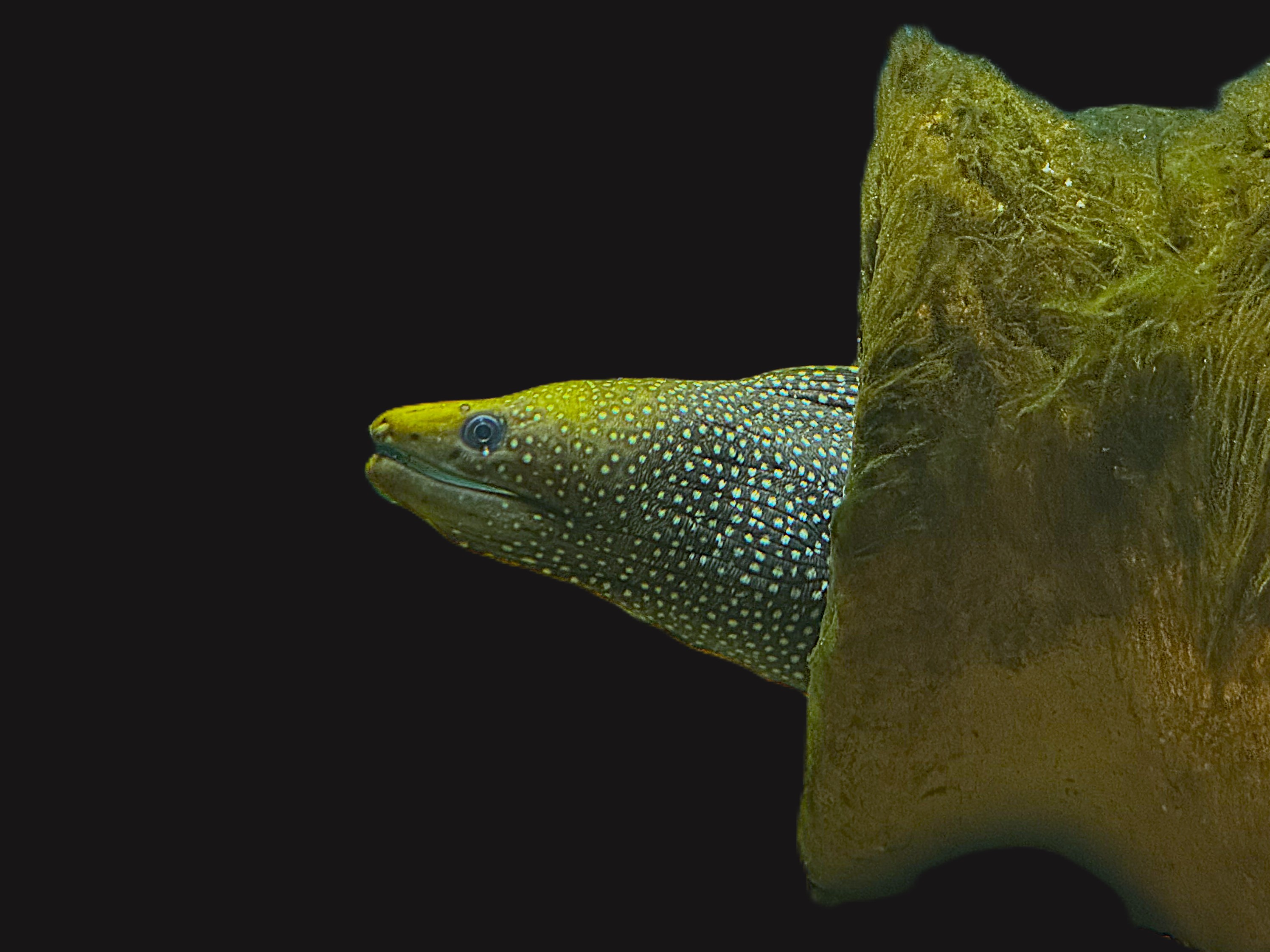 Gymnothorax punctatus