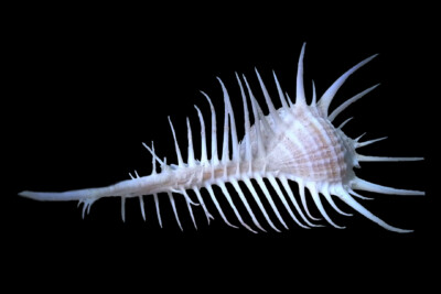 Espèce : Murex pecten