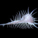 picture of Murex pecten