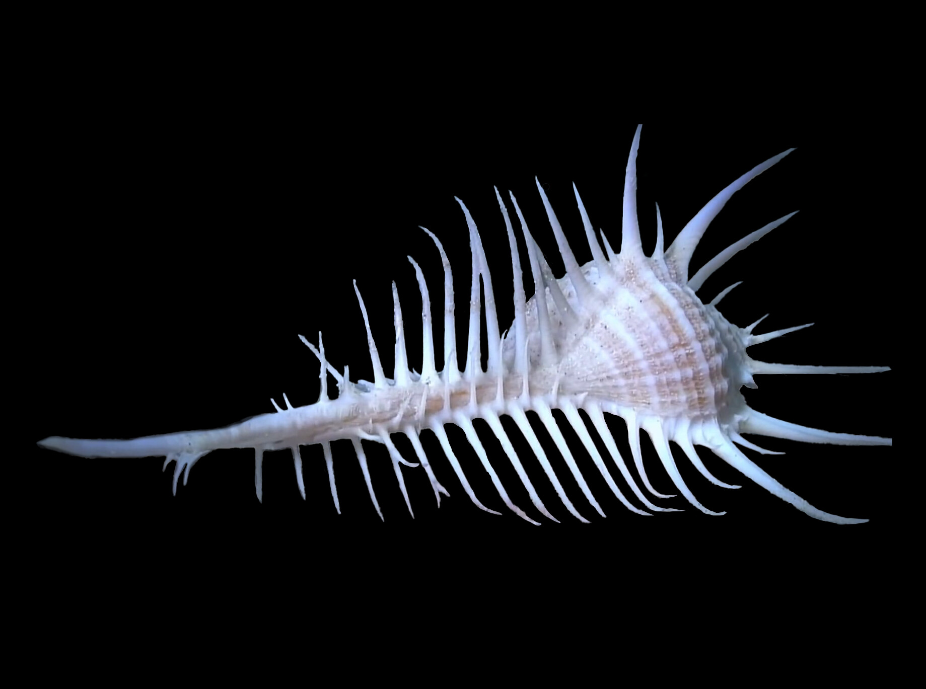 Murex pecten