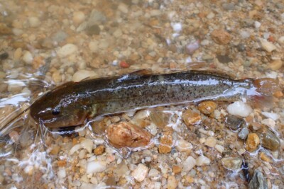 Rhamdia quelen heptapteridae