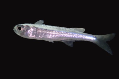 Atherinomorus lacunosus Atherinidae