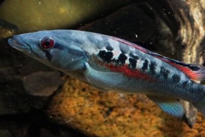 Crenicichla ypo Cichlidae